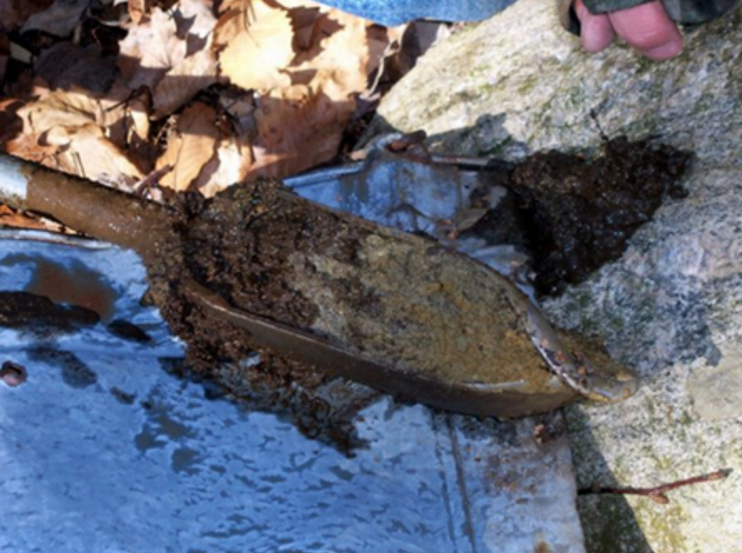 Deep soil samples