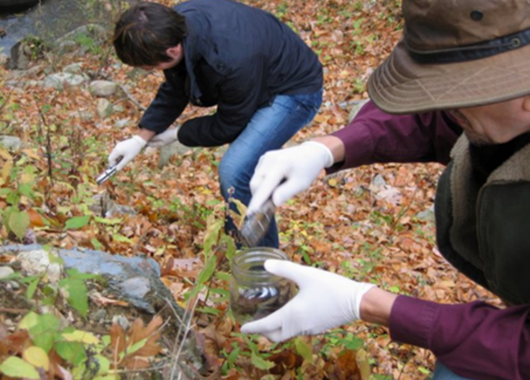 Surface soil samples