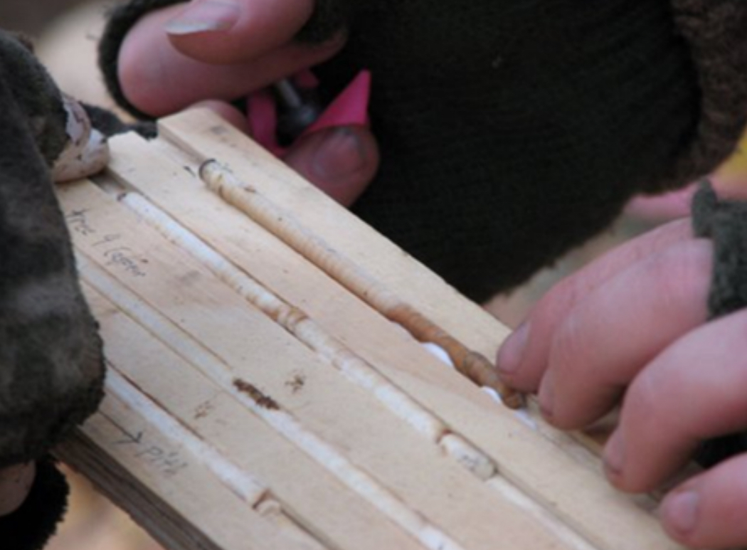 Tree rings recovered by coring