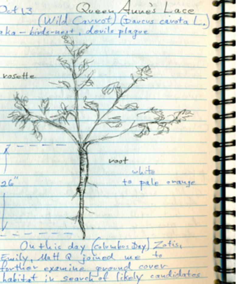 Field journal: plant studies of local flora