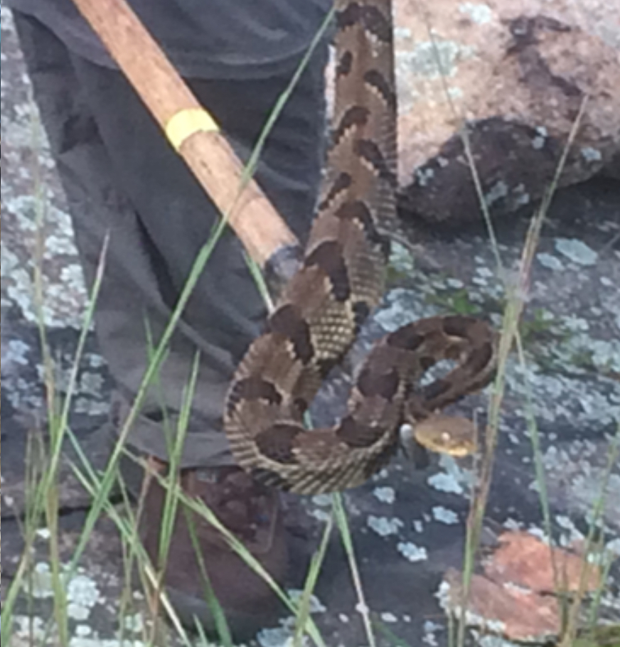 Tracking key predators at the restoration site