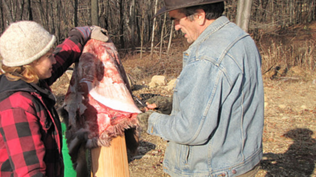Fleshing hides at Saltbox, 2016.