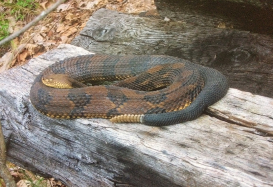 Rattlesnake napping on barn timbers near Saltbox, 2018.